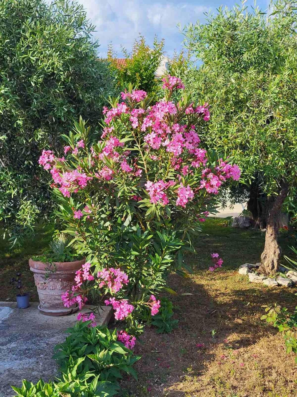 דירות וודיצה Olive Grove מראה חיצוני תמונה